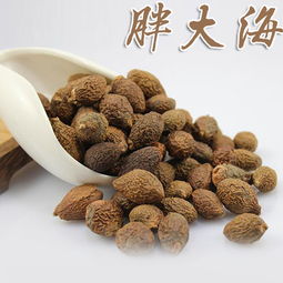 胖大海中藥飲片 傳統(tǒng)草本潤喉良品